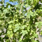 Javor poľný (Acer campestre) - výška 180-200 cm, kont. C30L - VIACKMENNÝ 